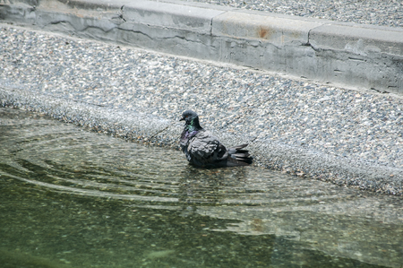 Pigeon bathing in clear park pond waters closeup to lake bank in sunny dayの写真素材