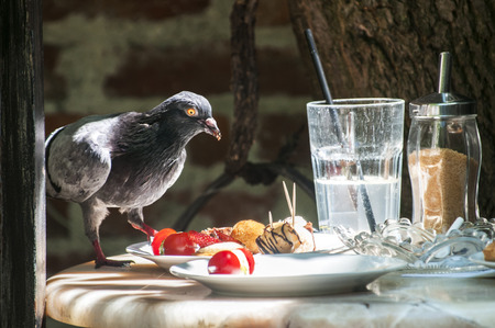 Cheeky pigeon eating food from restaurant table left over from the last customers foodの写真素材