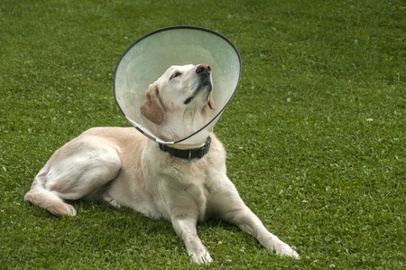 Female cream labrador dog wearing Elizabethan plastic cone medical collar around neck for anti-bite wound protection on green grass meadowの写真素材