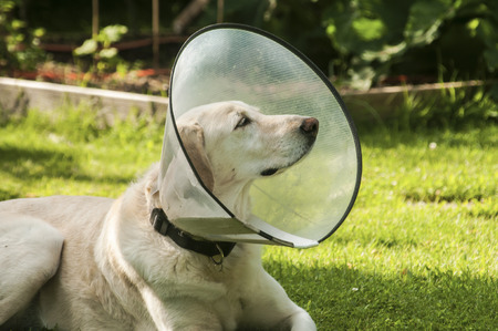 Female cream Labrador dog wearing Elizabethan plastic cone medical collar around neck for anti-bite wound protection on green grass meadowの写真素材