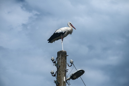 White stork perched on old power pole on cloudy blue sky backgroundの写真素材