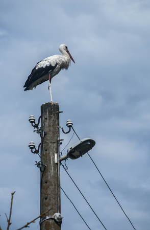 White stork perched on old power pole on cloudy blue sky backgroundの写真素材