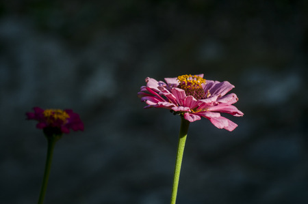 Garden zinnia elegans flower closeup as floral backgroundの写真素材