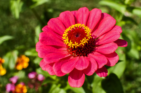 Zinnia flower head closeup as floral backgroundの写真素材