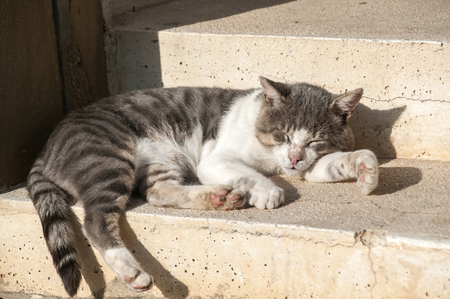 Sleeping on steps street cat closeup in sunny summer dayの写真素材