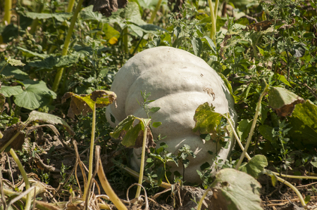 Fresh organic ripe pumpkin grown on vegetable garden In late summertimeの写真素材