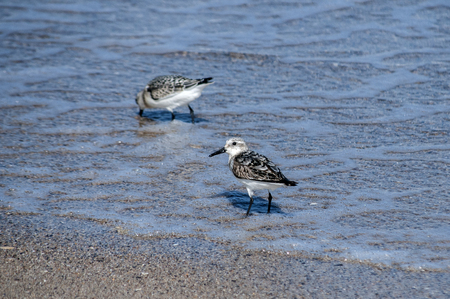 Common sandpipers  Actitis hypoleucos on sand beach water line in sunny summer dayの写真素材