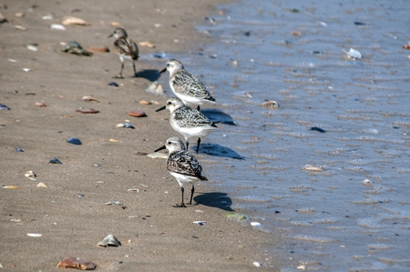 Common sandpipers  Actitis hypoleucos on sand beach water line in sunny summer day