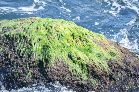 Sea rocks overgrown with green algae closeup in sunny summer dayの写真素材