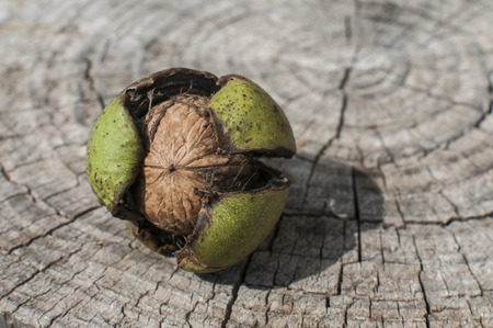 Walnut shell and its green husk closeup on cut wooden trunk backgroundの写真素材