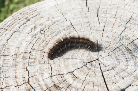 Isabella tiger moth woolly bear caterpillar closeup on cut old tree trunk in sunny dayの写真素材