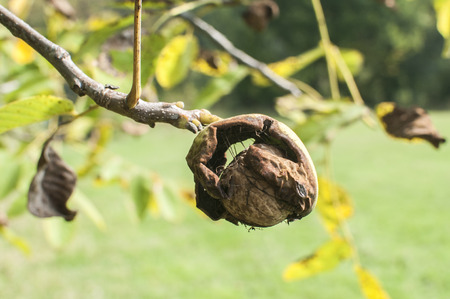 Walnut shell inside its green husk closeup on cut wooden trunk background