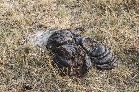 Cattle manure on dry grass of autumn meadow closeupの写真素材