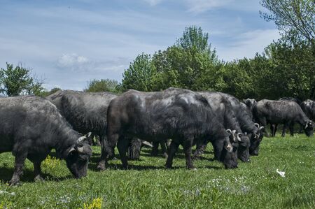 Black Mediterranean water buffaloes herd grazing on green grassの写真素材
