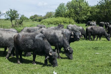 Black Mediterranean water buffaloes herd grazing on green grassの写真素材