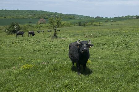 Black Mediterranean water buffalo grazing on green grass