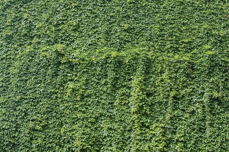 Old house wall covered with green creeping plants as floral background