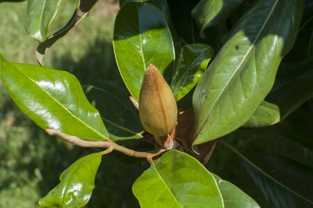 Magnolia bud and green leaves closeup as floral backgroundの写真素材
