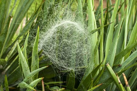 Spider web closeup among green flower leaves