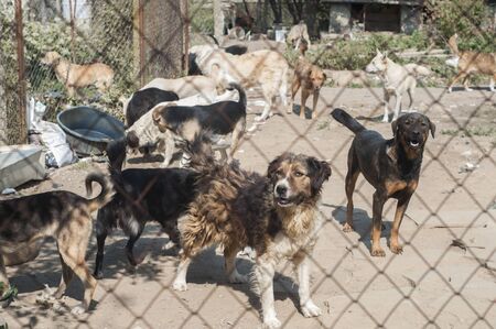 Stray dogs outdoor in animal shelter closeup behind a wire meshの写真素材