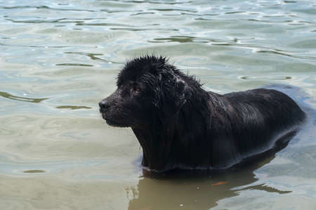 Newfoundland dog swimming in calm water closeupの写真素材