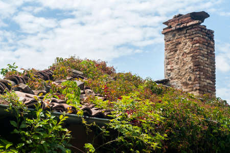 Overgrown with green vegetation tiled roof of abandoned country house on blue sky backgroundの写真素材
