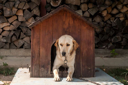 Dog in wooden doghouse in farm gardenの写真素材