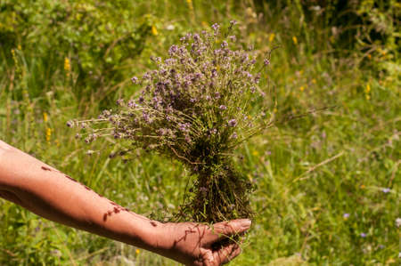 Woman's hand holding a bundle of freshly picked thyme closeupの写真素材