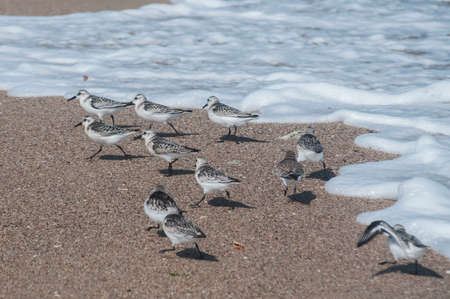 Common sandpipers  Actitis hypoleucos on sand beach water line in sunny summer day