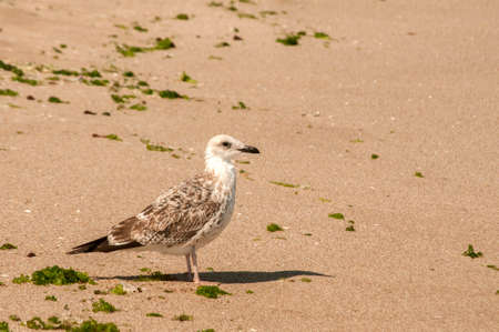 Yellow-legged gull Larus michahellis closeup on wet sea sandy beachの写真素材