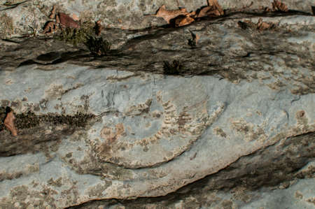 Ammonite fossil texture closeup in river rock