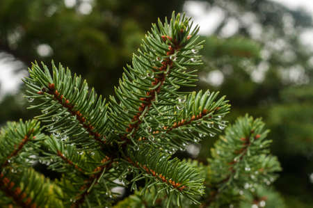 Picea pungens blue spruce branch with water drops closeupの写真素材