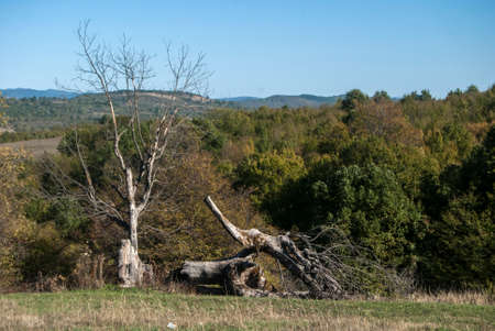 Autumn landscape with dry trees closeup as natural background