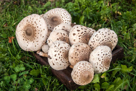 Parasol mushrooms Macrolepiota procera picked closeup as food backgroundの写真素材