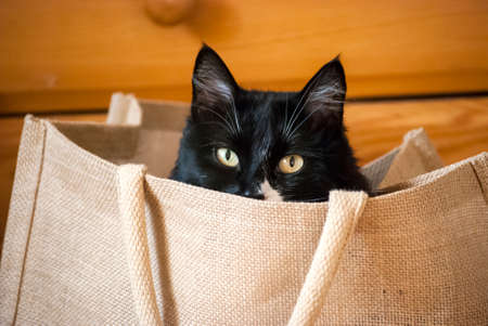 Funny looking cat in shopping bag closeupの写真素材