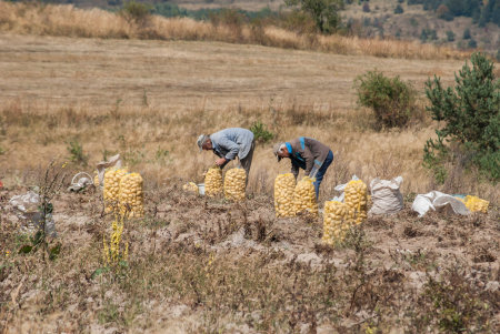 People gather ripe potatoes from autumn potato fieldのeditorial素材