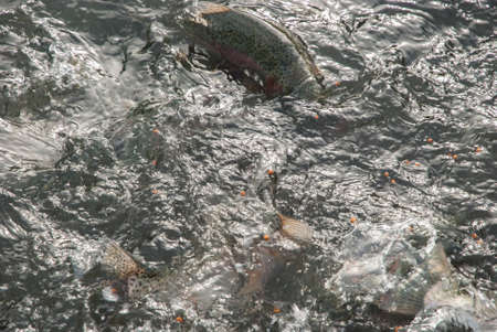 Feeding trout in fish farm closeup in fresh water