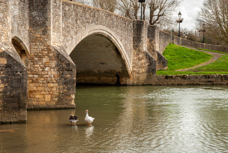 Wild geese in river waters under ancient stone bridgeの写真素材