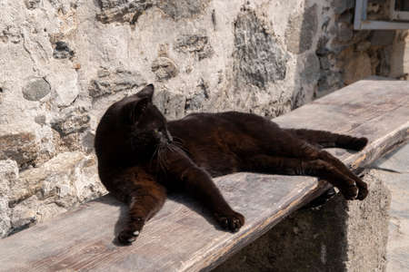 Black street cat lying on wooden benchの写真素材