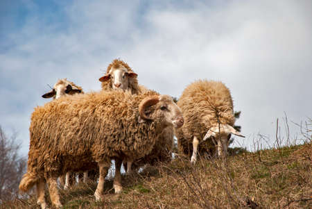 Small flock of sheep with ram on meadow in early spring on sky backgroundの写真素材