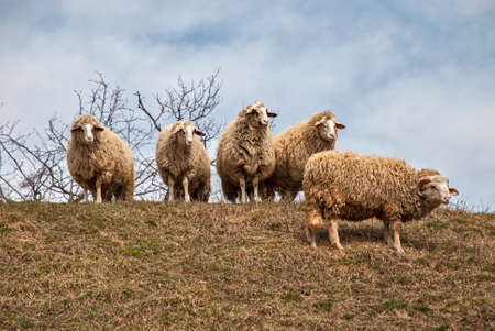 Small flock of sheep with ram on meadow in early spring on sky backgroundの写真素材