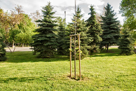 Young sapling closeup in city park in spring time