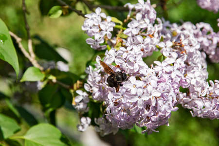 Blossom purple lilac flowers branch and bug collecting pollen