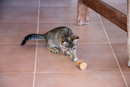 Little kitten playing under the table closeupの写真素材