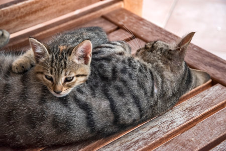 Tabby cat mother with little kitten restingの写真素材