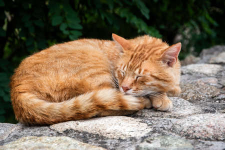 Sleeping orange cat closeup on stone wallの写真素材