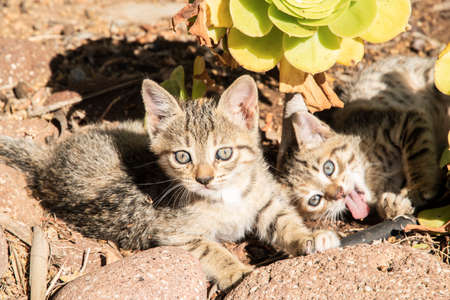 Little tabby kittens playing among garden cacti in sunny summer dayの写真素材