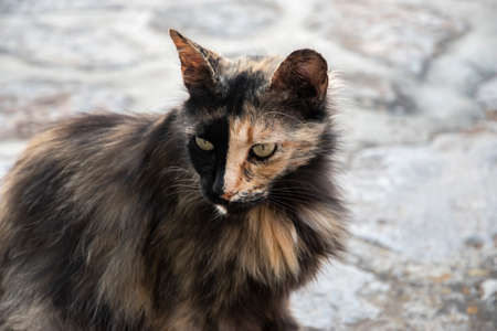 Tricolor female street cat closeup on street slabs