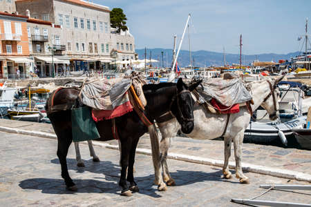 A pack mule in small Mediterranean town street in suny summer dayの写真素材