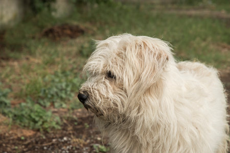 Adorable white shaggy stray street dog closeupの写真素材